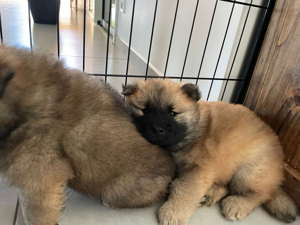 Christophe Kerlin - Chiots disponibles - Eurasier
