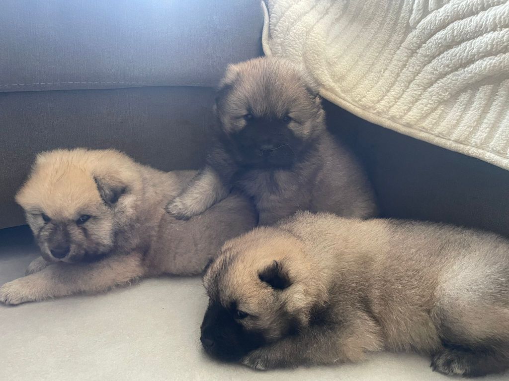 Christophe Kerlin - Chiots disponibles - Eurasier