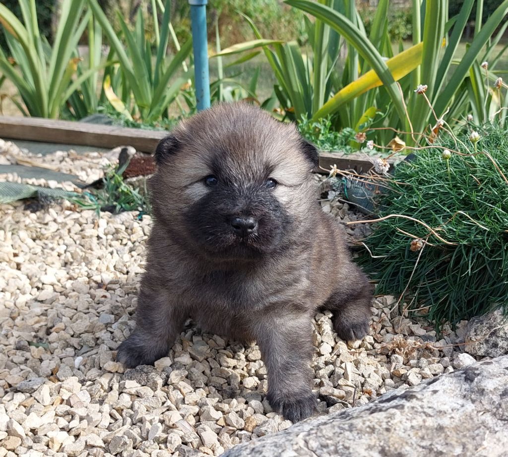 Christophe Kerlin - Chiots disponibles - Eurasier