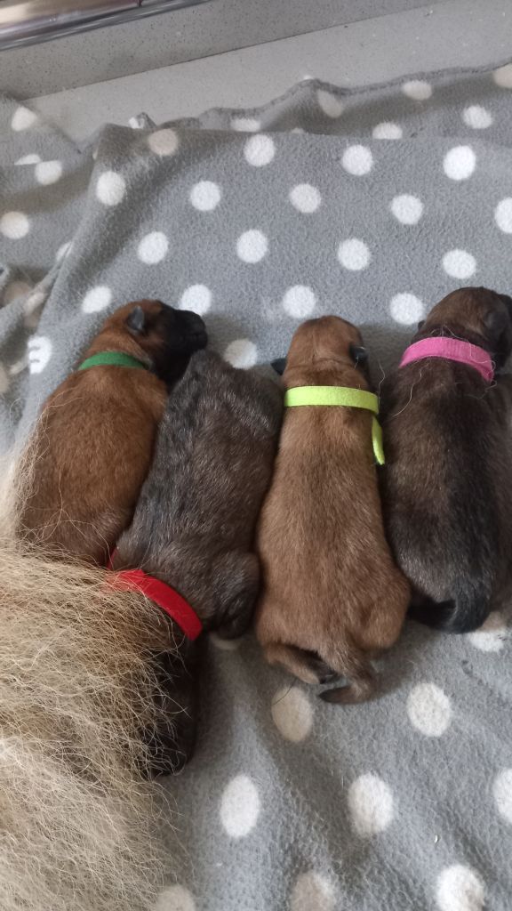 Christophe Kerlin - Chiots disponibles - Eurasier
