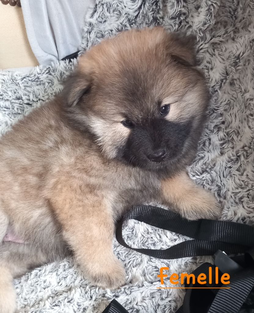 Christophe Kerlin - Chiots disponibles - Eurasier