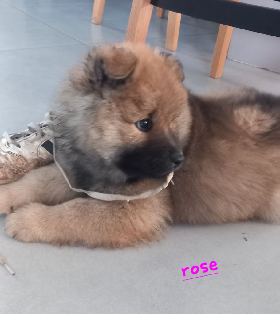 Christophe Kerlin - Chiots disponibles - Eurasier