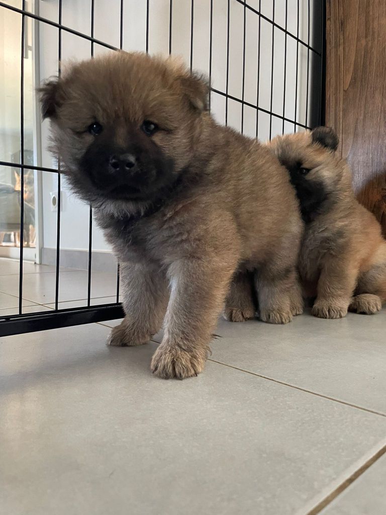 Christophe Kerlin - Chiots disponibles - Eurasier