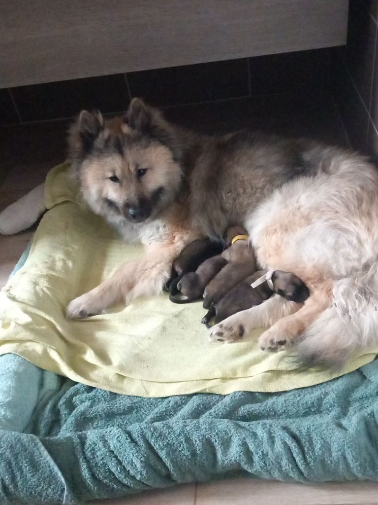 Chiot Eurasier Christophe Kerlin